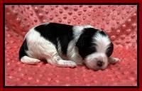Oreo Benz pups 2 wks old 1 8