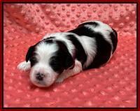 Oreo Benz pups 2 wks old 1 9