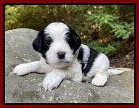 Oreo Benz pups 3 .5 wks old 101