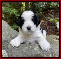 Oreo Benz pups 3 .5 wks old 111