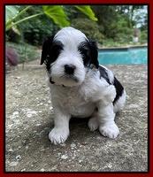 Oreo Benz pups 4 wks old 101