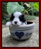 Oreo Benz pups 4 wks old 111