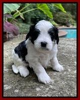 Oreo Benz pups 4 wks old 121