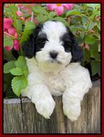 Oreo Benz pups 5 wks old 161