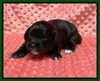 Oreo Benz pups 2 wks old 1 10