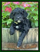 Oreo Benz pups 5 wks old 191