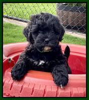Oreo Benz pups 6 wks old 181