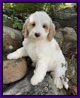 Schroeder family: "Creek" 8 week weight 8 lb 2 oz ( caramel/ White parti)