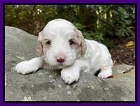 Oreo Benz pups 3 .5 wks old 191