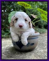 Oreo Benz pups 4 wks old 231