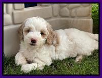 Oreo Benz pups 6 wks old 231