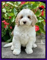 Oreo Benz pups 8 wks old 201