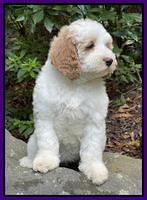 Oreo Benz pups 8 wks old 211