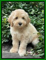 Gravalier family: "Herschel" 8 week weight 7 lb 9 oz ( apricot)