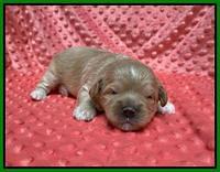 Oreo Benz pups 2 wks old 1 15