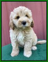 Oreo Benz pups 7 wks old 271