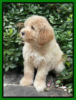 Oreo Benz pups 8 wks old 4222