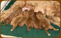 2 week old pups