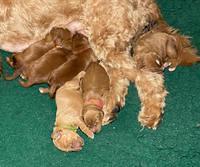 Haven Bayou pups 1 week old group 4