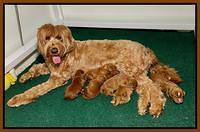 Haven Bayou pups 1 week old group 5
