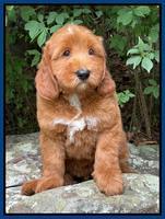 Harrell family: Charles "Bingley" 8 week old weight 12 lbs  3 oz