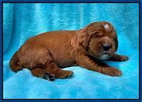 Haven Bayou pups 2 wks old 31