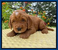 Haven Bayou pups 4 wks old 11