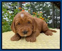 Haven Bayou pups 4 wks old 31