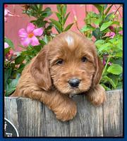 Haven Bayou pups 5 wks old 21