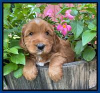 Haven Bayou pups 5 wks old 31