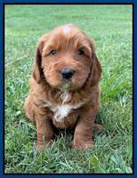 Haven Bayou pups 5 wks old 41