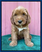 Haven Bayou pups 6 wks old 41