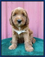 Haven Bayou pups 6 wks old 51