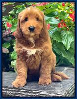 Haven Bayou pups 8 wks old 3!