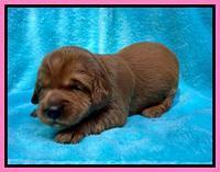 Haven Bayou pups 2 wks old 51