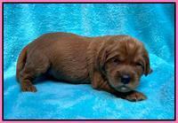 Haven Bayou pups 2 wks old 61