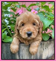 Haven Bayou pups 5 wks old 51
