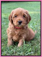 Haven Bayou pups 5 wks old 61