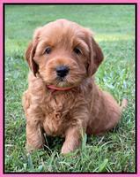Haven Bayou pups 5 wks old 81