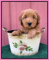 Haven Bayou pups 6 wks old 61