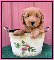 Haven Bayou pups 6 wks old 71