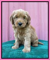 Haven Bayou pups 6 wks old 91