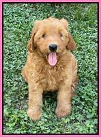 Haven Bayou pups 7 weeks old 71