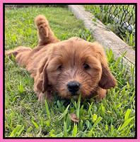 Haven Bayou pups 7 wks old 51