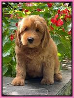 Haven Bayou pups 8 wks old 103000