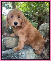 Haven Bayou pups 8 wks old 53000