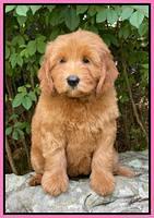 Haven Bayou pups 8 wks old 73000