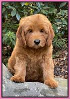 Haven Bayou pups 8 wks old 93000