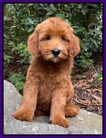 Stein family: Penny 8 week weight: 9 lb 8 oz