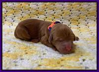 Haven Bayou Newborn pics 141